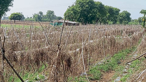 Summer Crop Damage