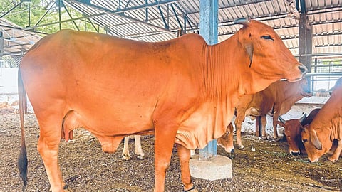 Sahiwal Cow