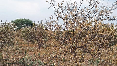 Drought Condition