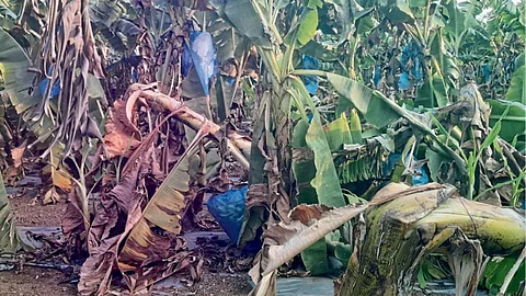 Crop Damage
