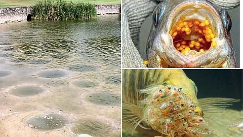 Fish Conservation