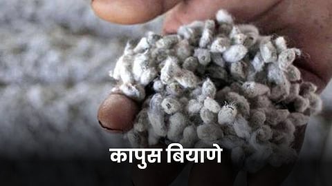 Cotton Seed