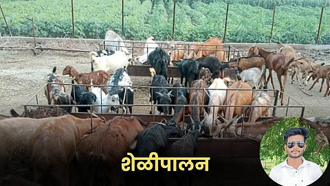 Goat Farming