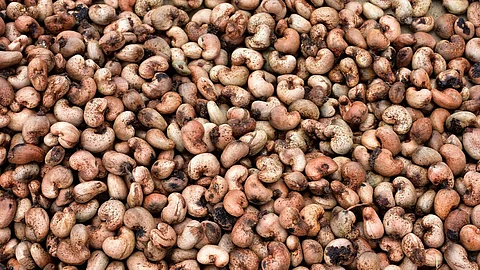Cashews Seed Rate