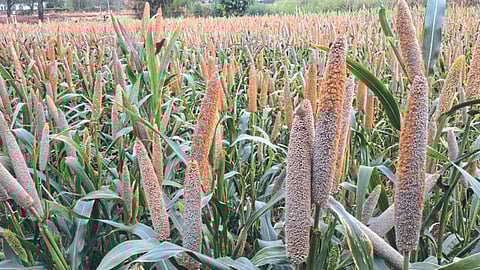 Summer Crop