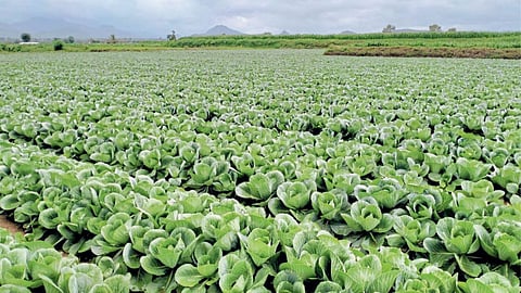 Vegetable Farming
