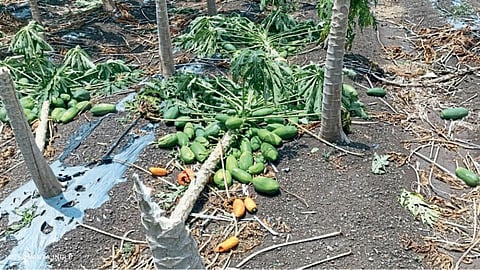 Crop Damage