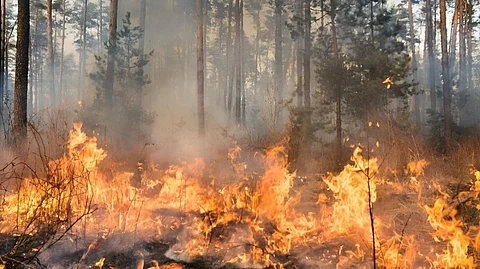 Fire In MP Forest