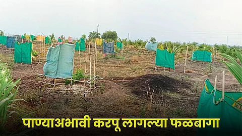 Crop Damage