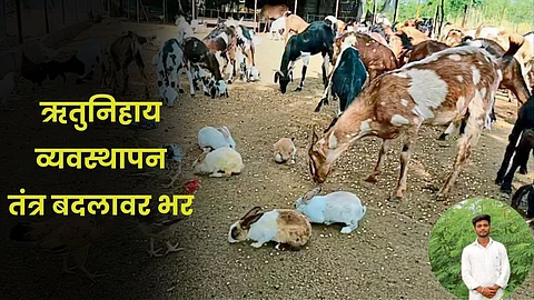 Goat Rearing