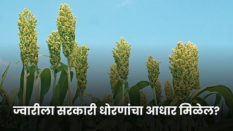 Jowar