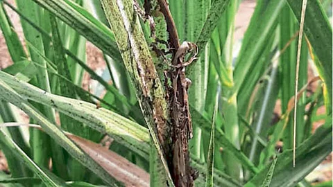 Sugarcane Disease