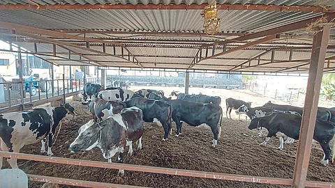 Cow Farming