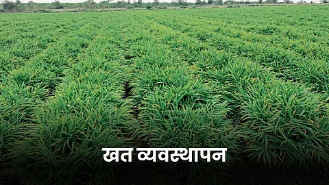 Ginger Crop