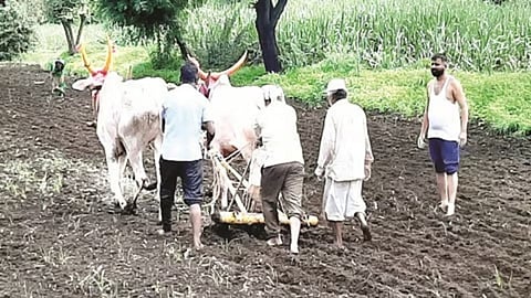 Kolhapur Agriculture Work
