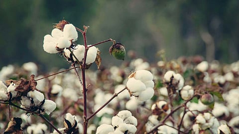 Cotton Farming