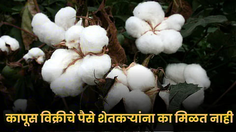 Cotton