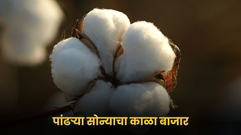 Cotton