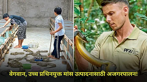 Python Rearing