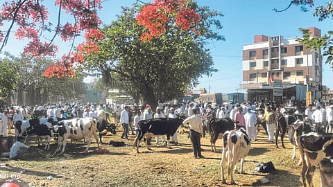 Cow Market