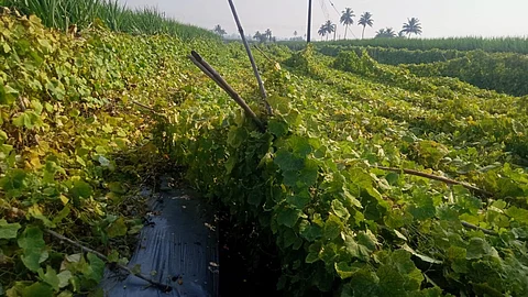 Kolhapur Rain
