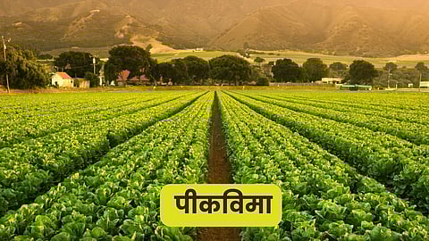 Crop Insurance
