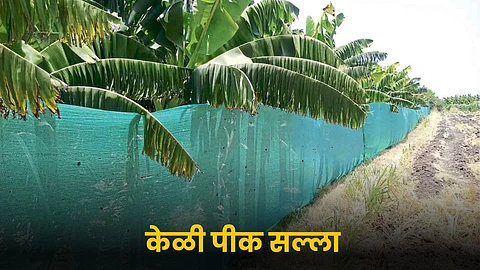 Banana Orchard