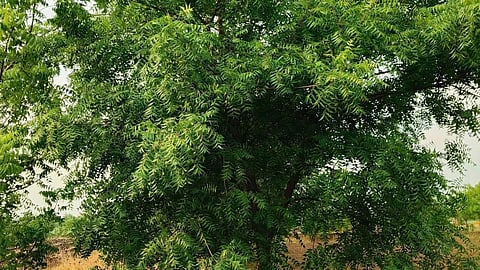 Neem Tree