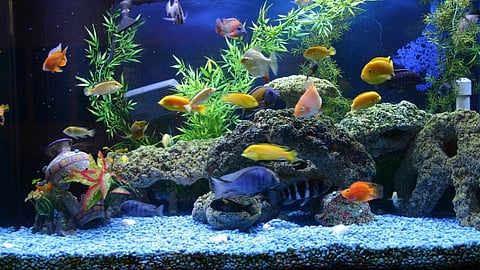 Ornamental Fish