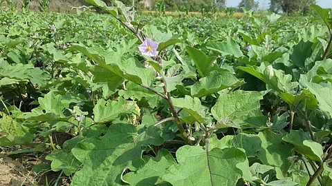 Brinjal Production