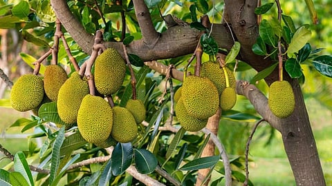 Jackfruit Rate