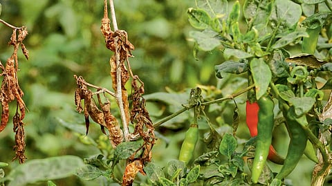 Chilli Crop Disease