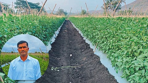 Agriculture Success Story