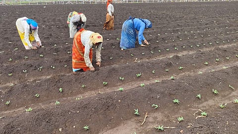 Kolhapur Kharip Season