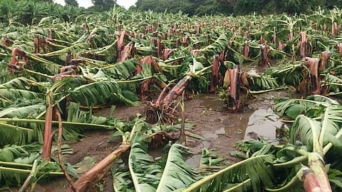 Banana crop insurance