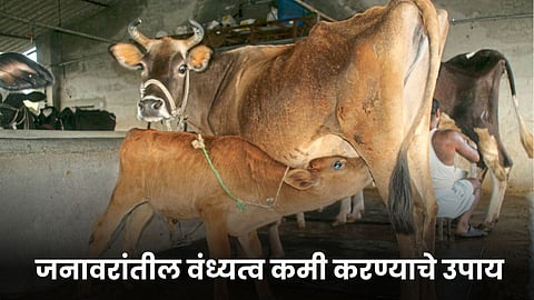 Animal Health