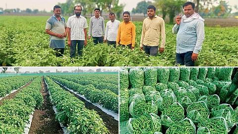 Vegetable Farming