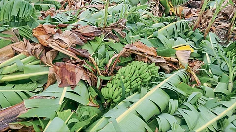 Crop Damage