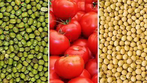 Moong, soybean, Tomato