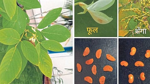 Kolhapur Tree Research