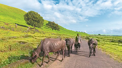 Animal Husbandry Business