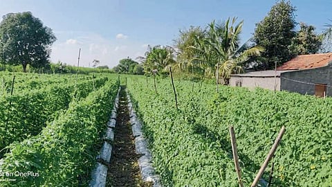 Agriculture