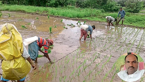 Rice Cultivation