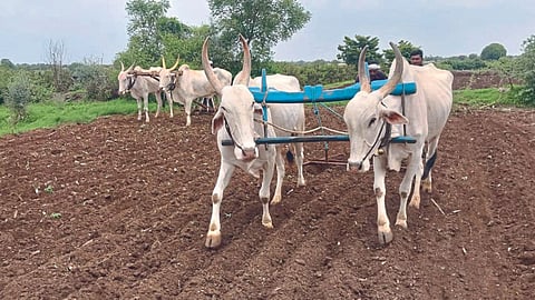 Kharif Sowing