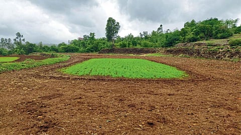 Paddy Nursery