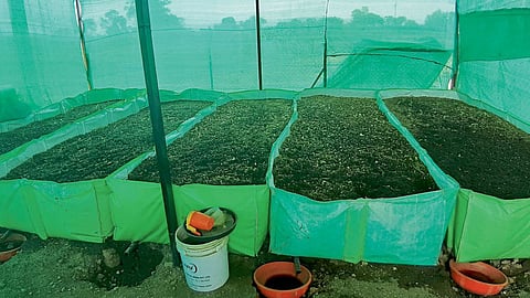 Vermicompost Production