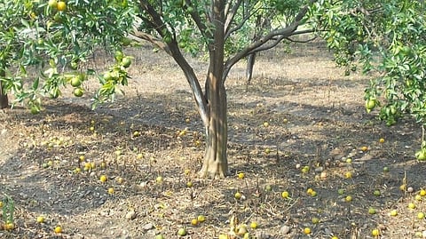 Orange Fruit Fall