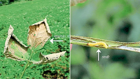 Soybean Farming