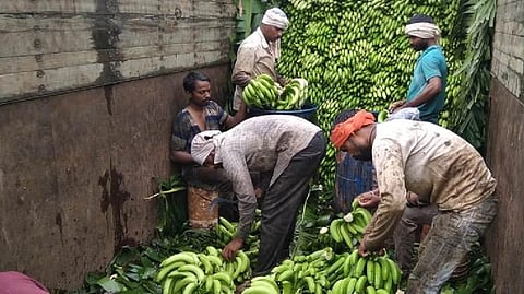 Banana Rate