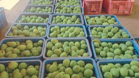 Mango